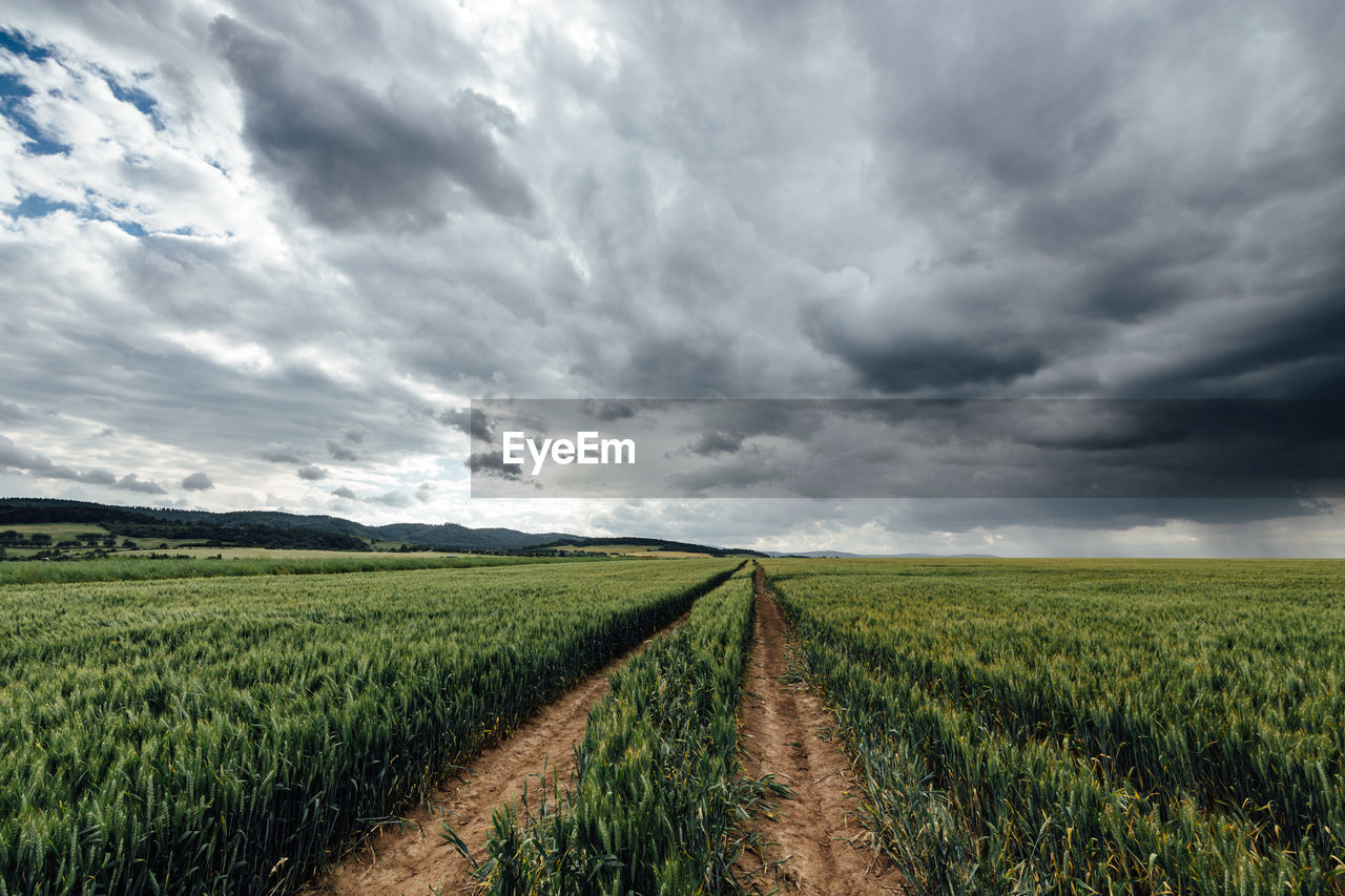 Scenic view of agricultural field against sky