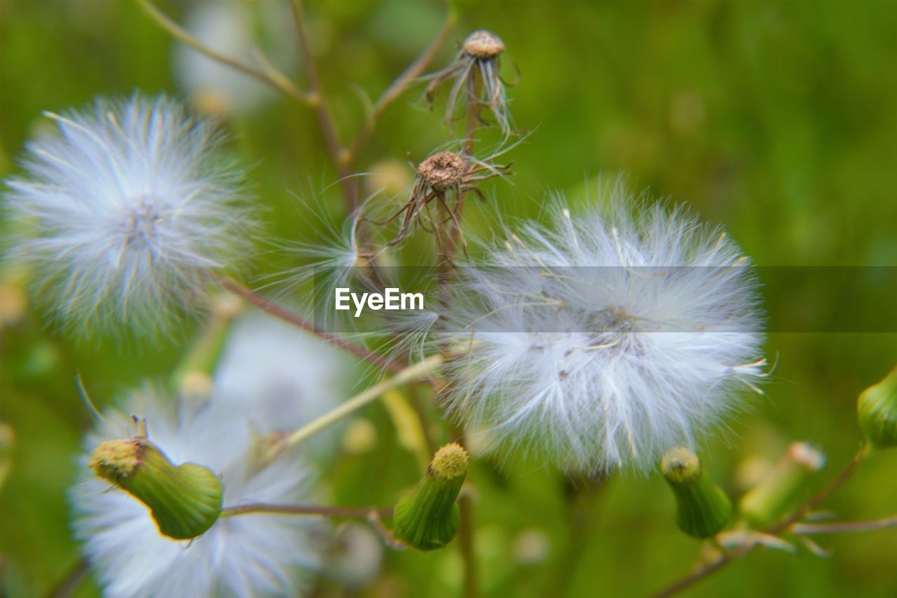 CLOSE-UP OF WHITE FLOWERS OUTDOORS