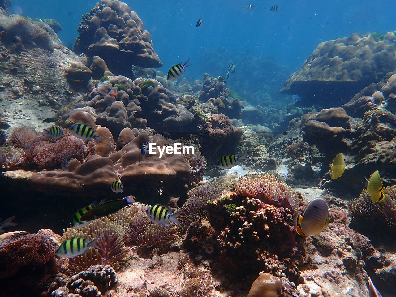 VIEW OF FISH UNDERWATER