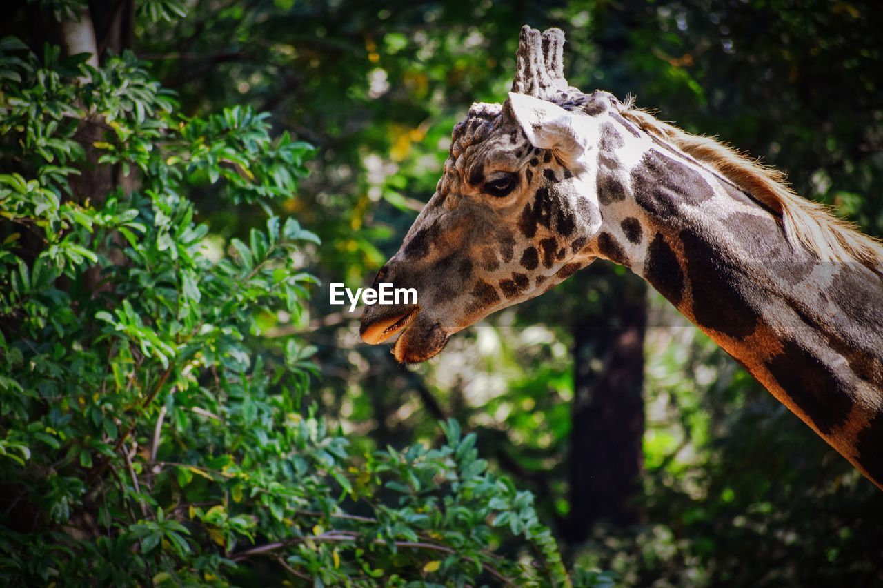 Close-up of giraffe in forest