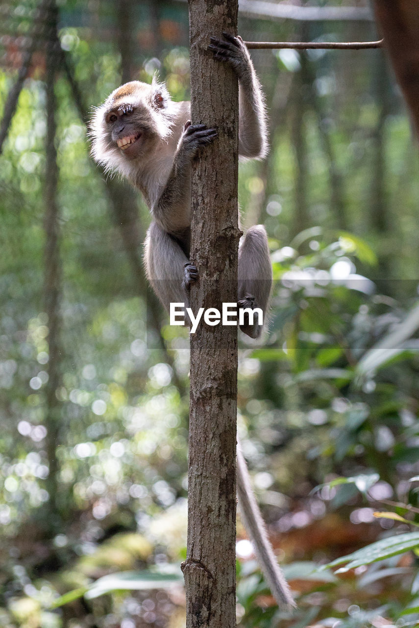 Low angle view of monkey sitting on tree in forest