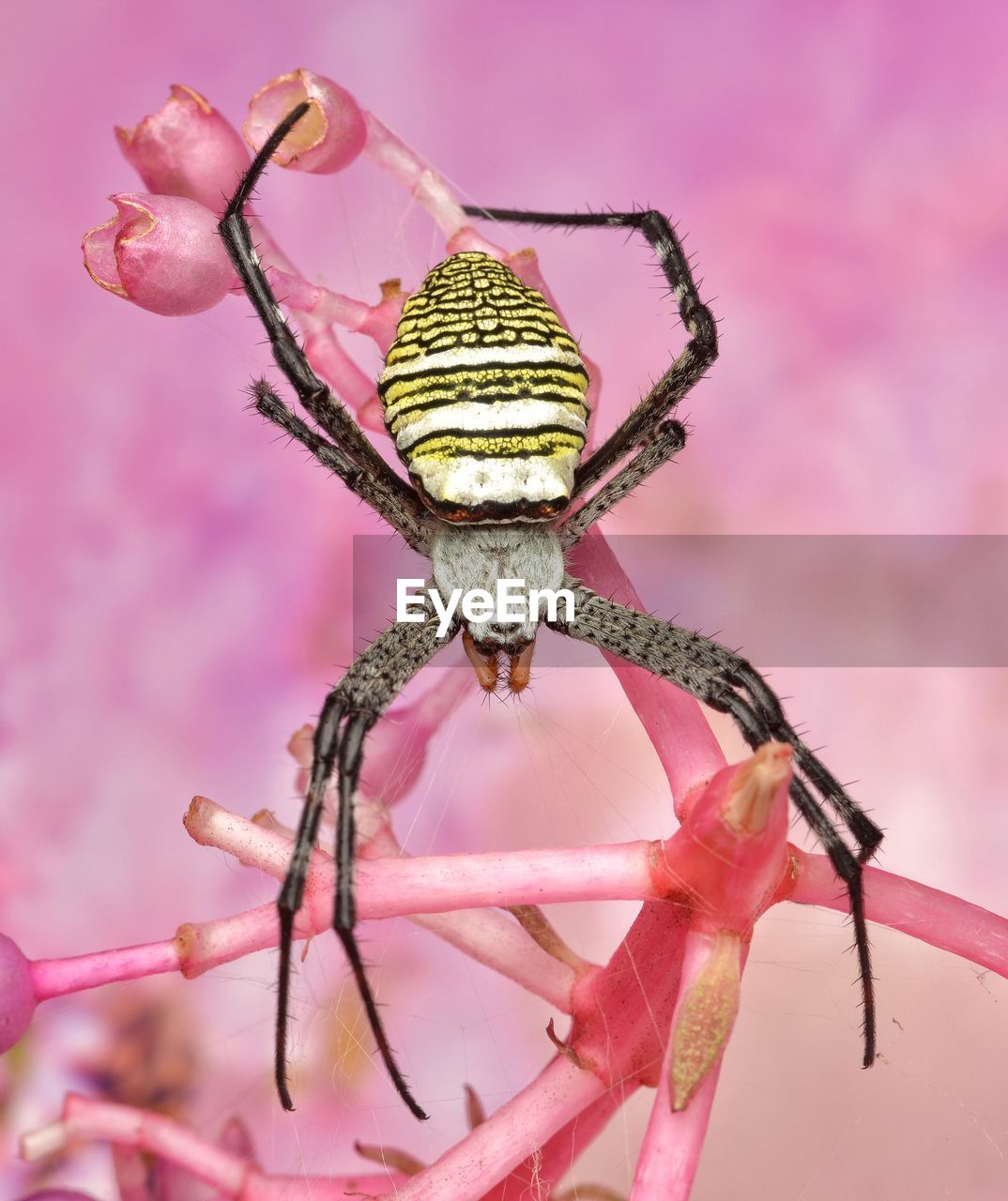 Close-up of spider on pink flower