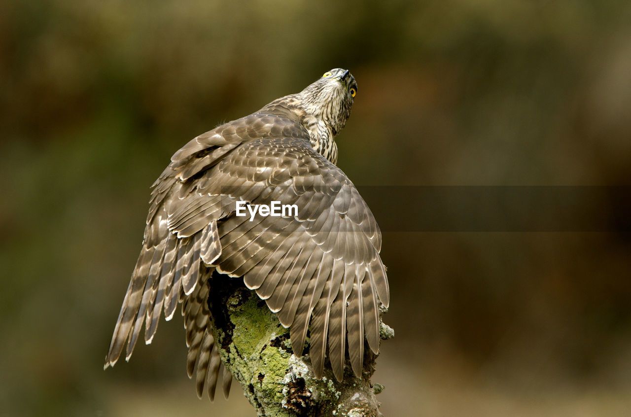 CLOSE-UP OF EAGLE FLYING IN THE SKY