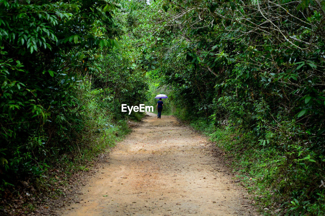 Rear view of person walking on footpath amidst trees