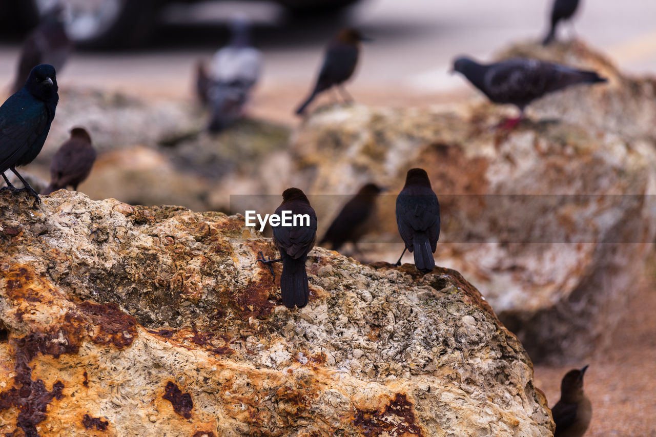 CLOSE-UP OF BIRDS PERCHING ON STONE