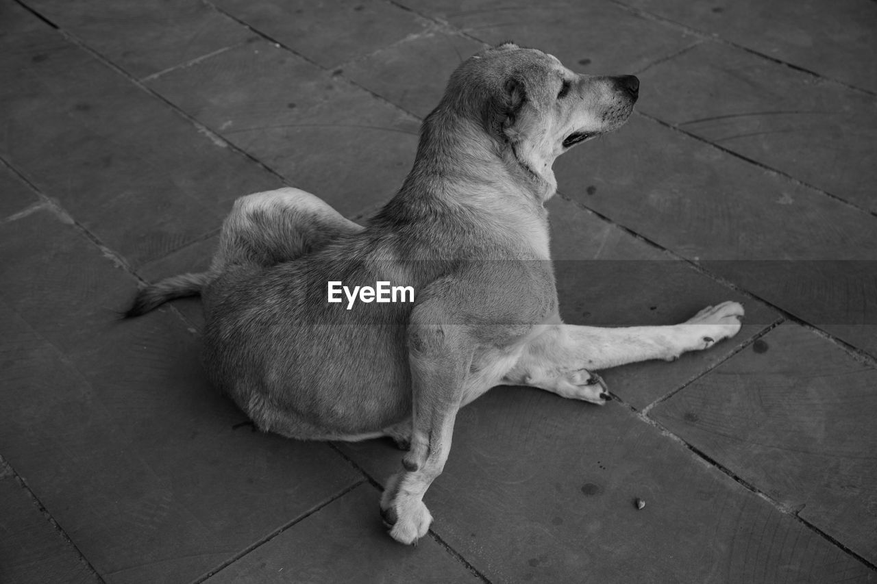 HIGH ANGLE VIEW OF DOG LOOKING DOWN ON FOOTPATH