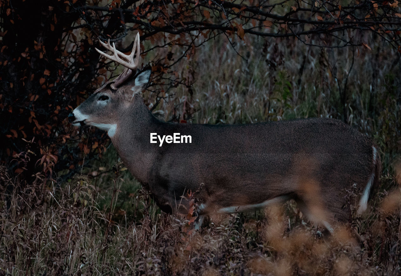 animal, animal themes, animal wildlife, deer, wildlife, mammal, one animal, tree, plant, nature, no people, side view, land, forest, day, antler, outdoors, field, herbivorous, domestic animals, standing, brown, reindeer, beauty in nature