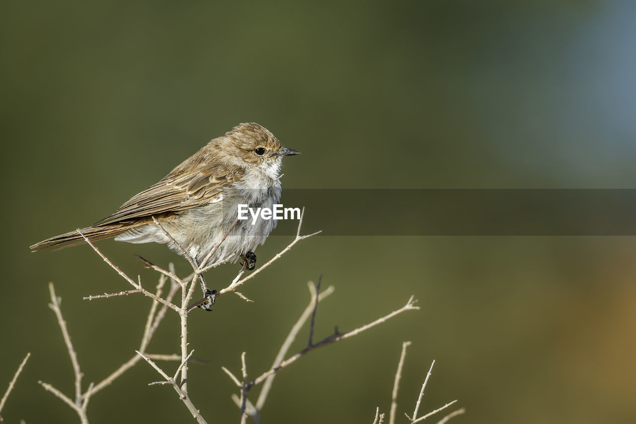 close-up of bird perching on twig