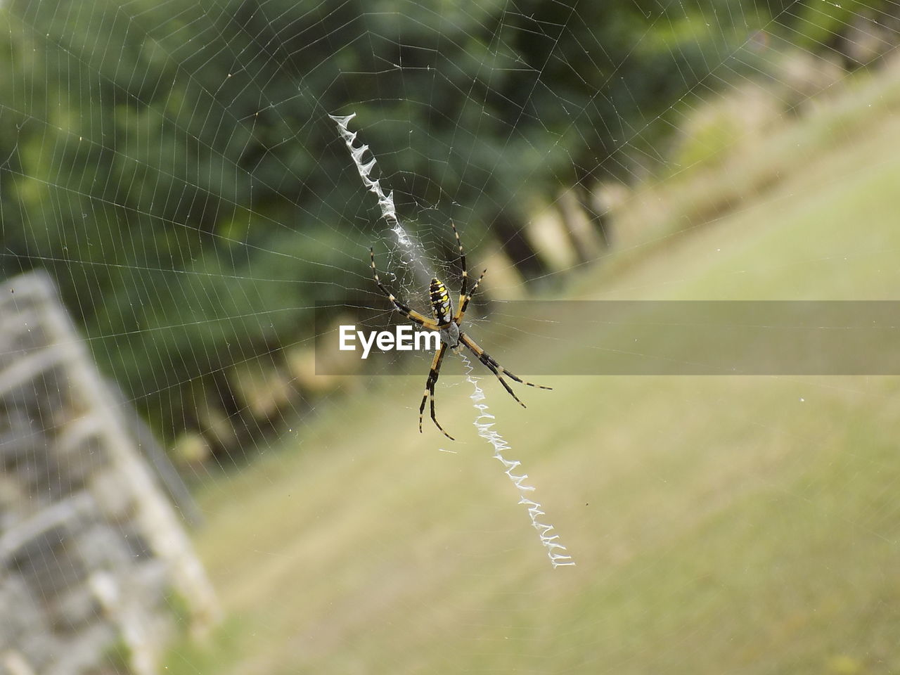 Close-up of spider on web