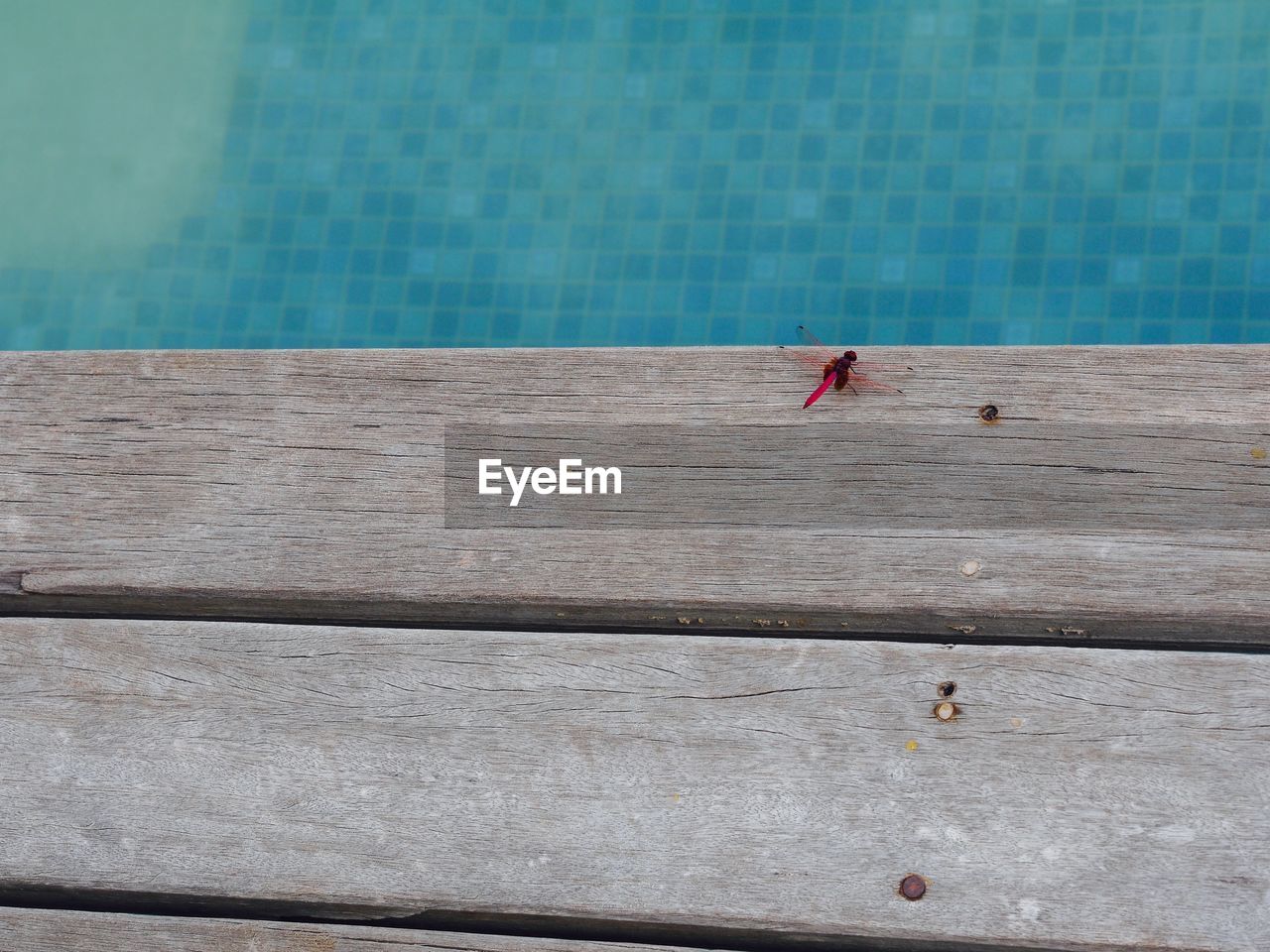 HIGH ANGLE VIEW OF WOMAN SWIMMING IN POOL AT PARK