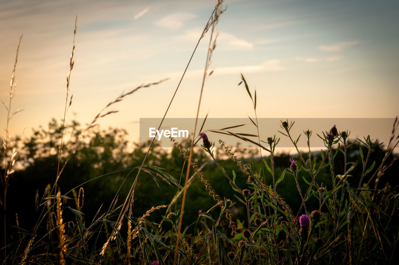 CLOSE-UP OF STALKS AGAINST SUNSET SKY