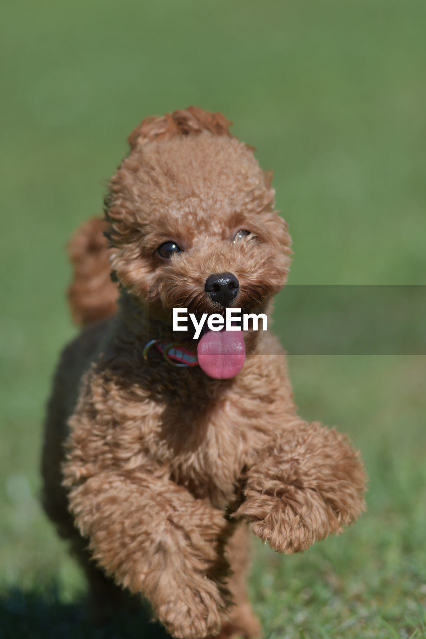 one animal, animal themes, mammal, animal, canine, dog, domestic animals, pet, toy poodle, poodle, brown, grass, no people, cute, portrait, facial expression, looking at camera, lap dog, young animal, green, day, plant, panting, barbet, puppy, mouth open, nature, focus on foreground, animal behavior, sticking out tongue