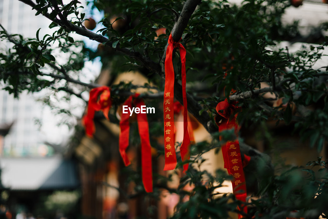 Close-up of ribbons hanging on tree