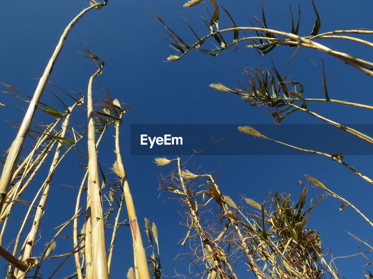 LOW ANGLE VIEW OF TREE AGAINST SKY