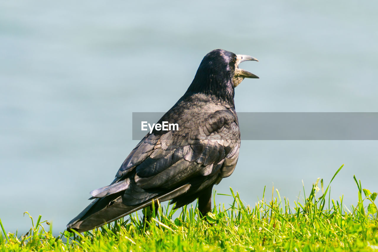 Portrait of a screaming raven on the grass