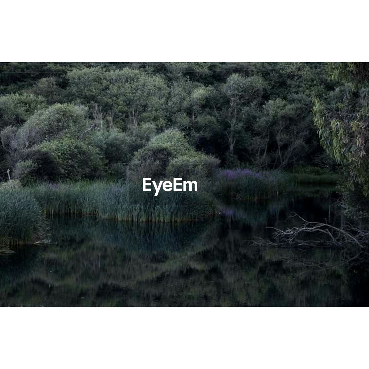 SCENIC VIEW OF TREES AND SEA