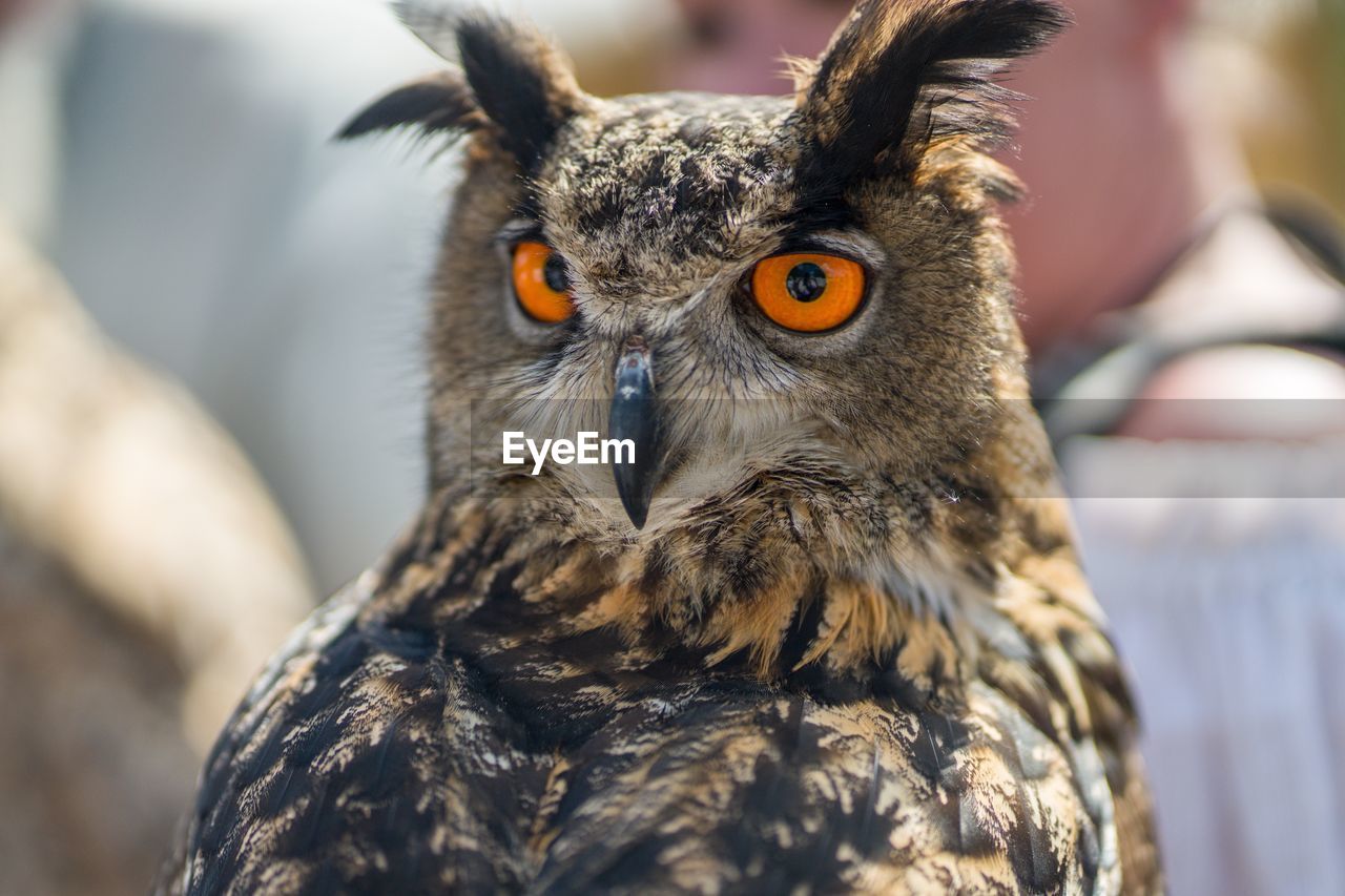 CLOSE-UP PORTRAIT OF OWL OUTDOORS