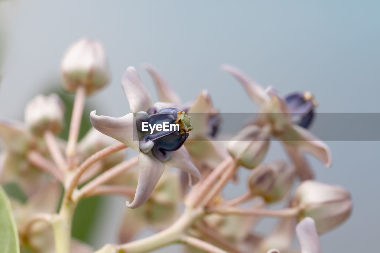 Close-up of fresh purple flower buds on branch