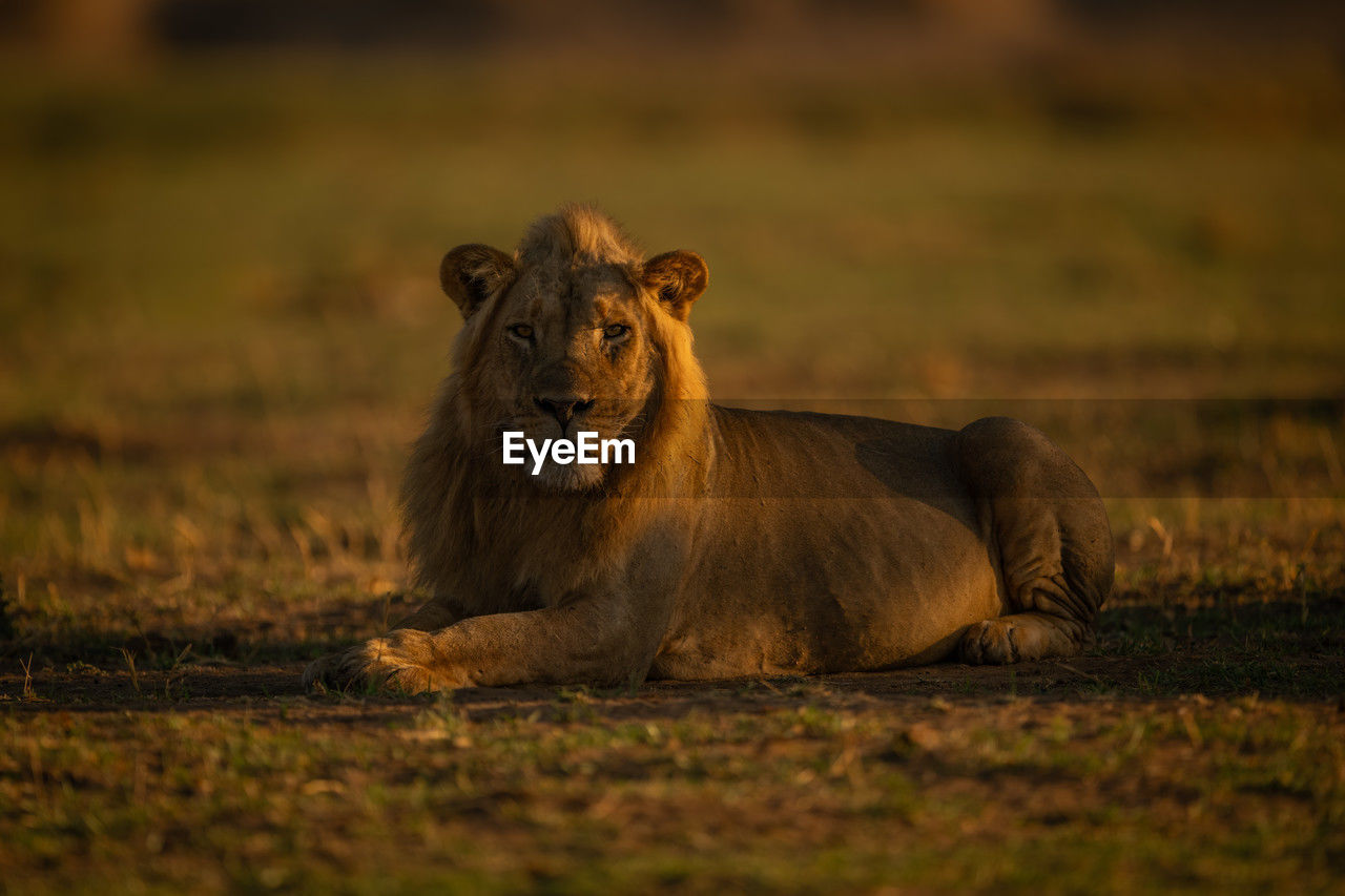 animal themes, animal, animal wildlife, mammal, wildlife, lion - feline, feline, cat, safari, masai lion, big cat, one animal, savanna, no people, felidae, carnivora, lioness, nature, portrait, grass, outdoors, relaxation, morning, lying down, day, grassland, selective focus, carnivore
