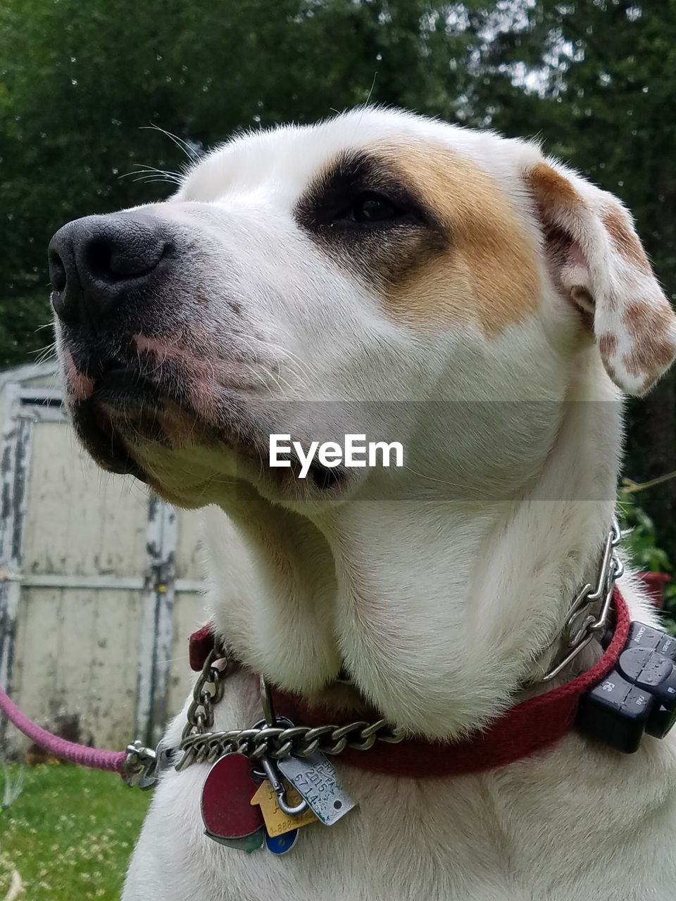 CLOSE-UP OF DOG WITH MOUTH OPEN