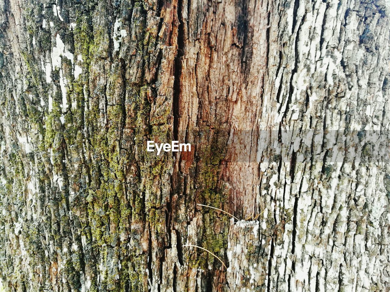 FULL FRAME SHOT OF TREE BRANCHES