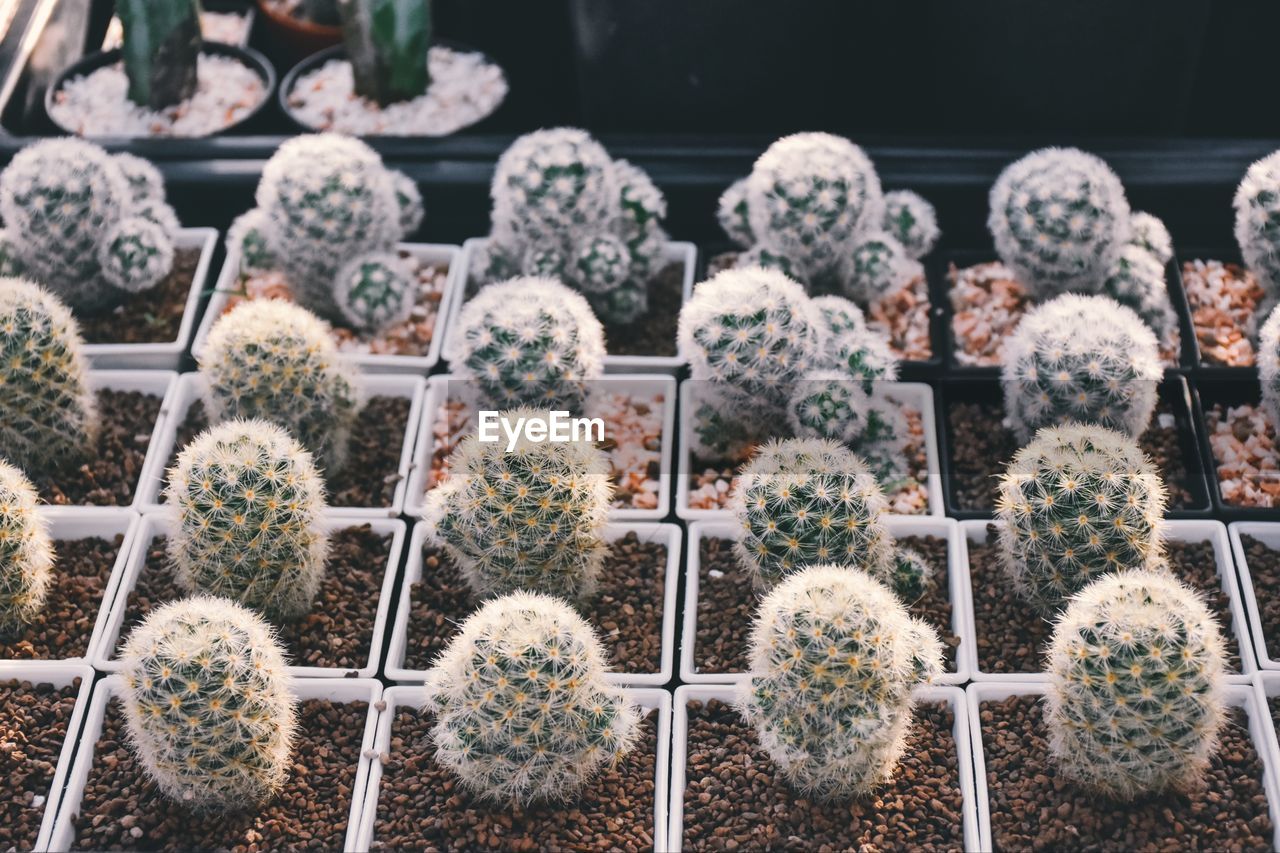 Full frame shot of succulent plants