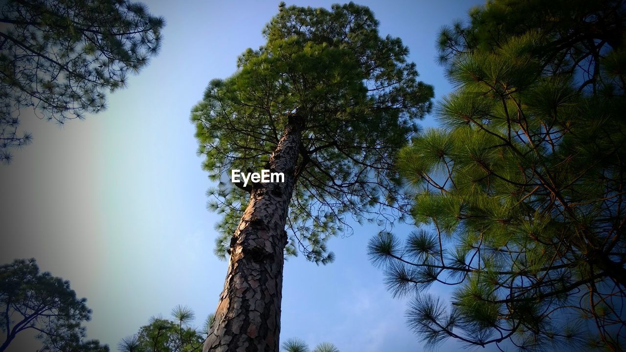 LOW ANGLE VIEW OF TREES AGAINST SKY IN FOREST