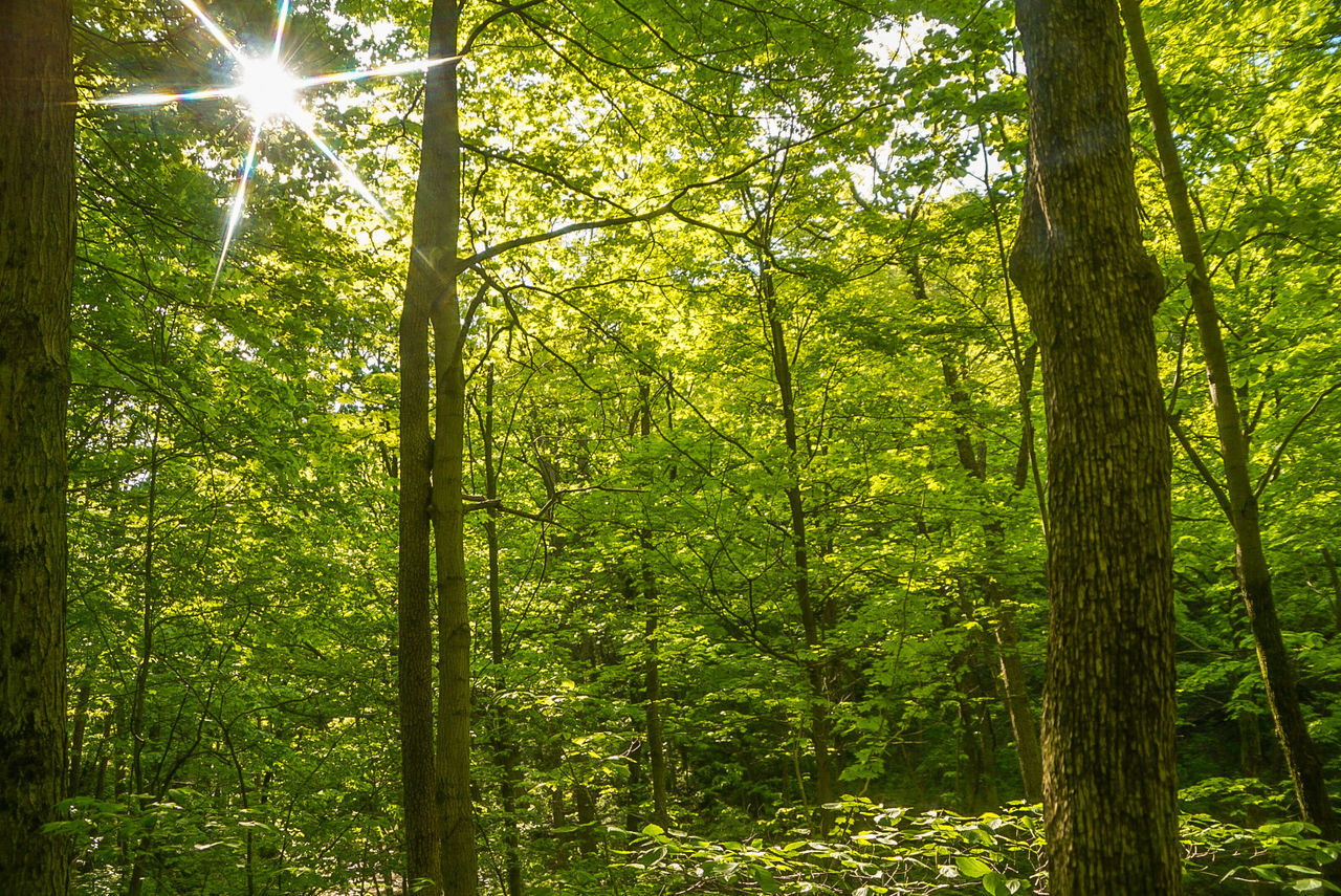 Sun shining through trees in forest