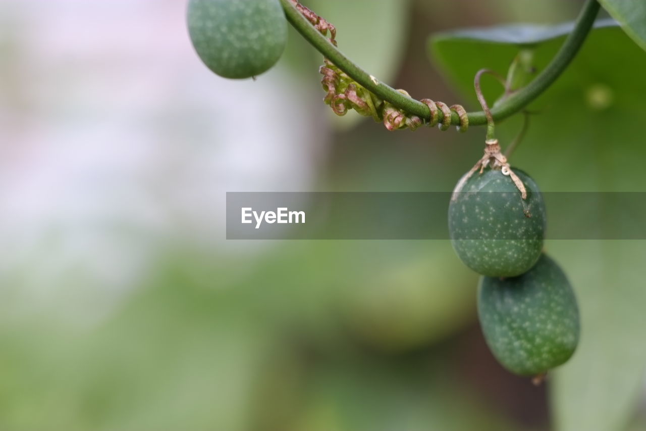 Close-up of fruits hanging on plant