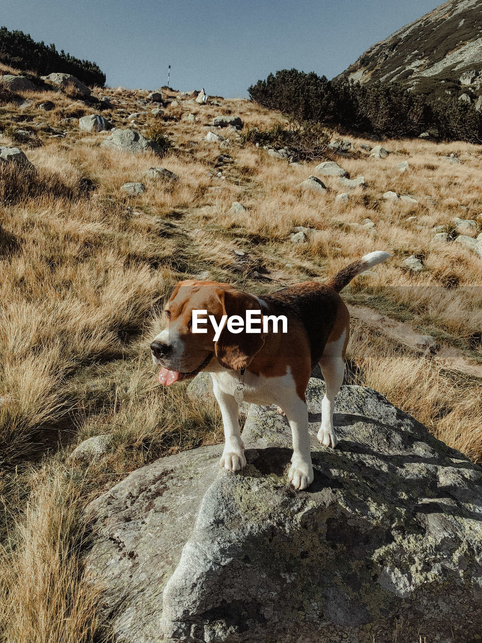 Dog standing on rock