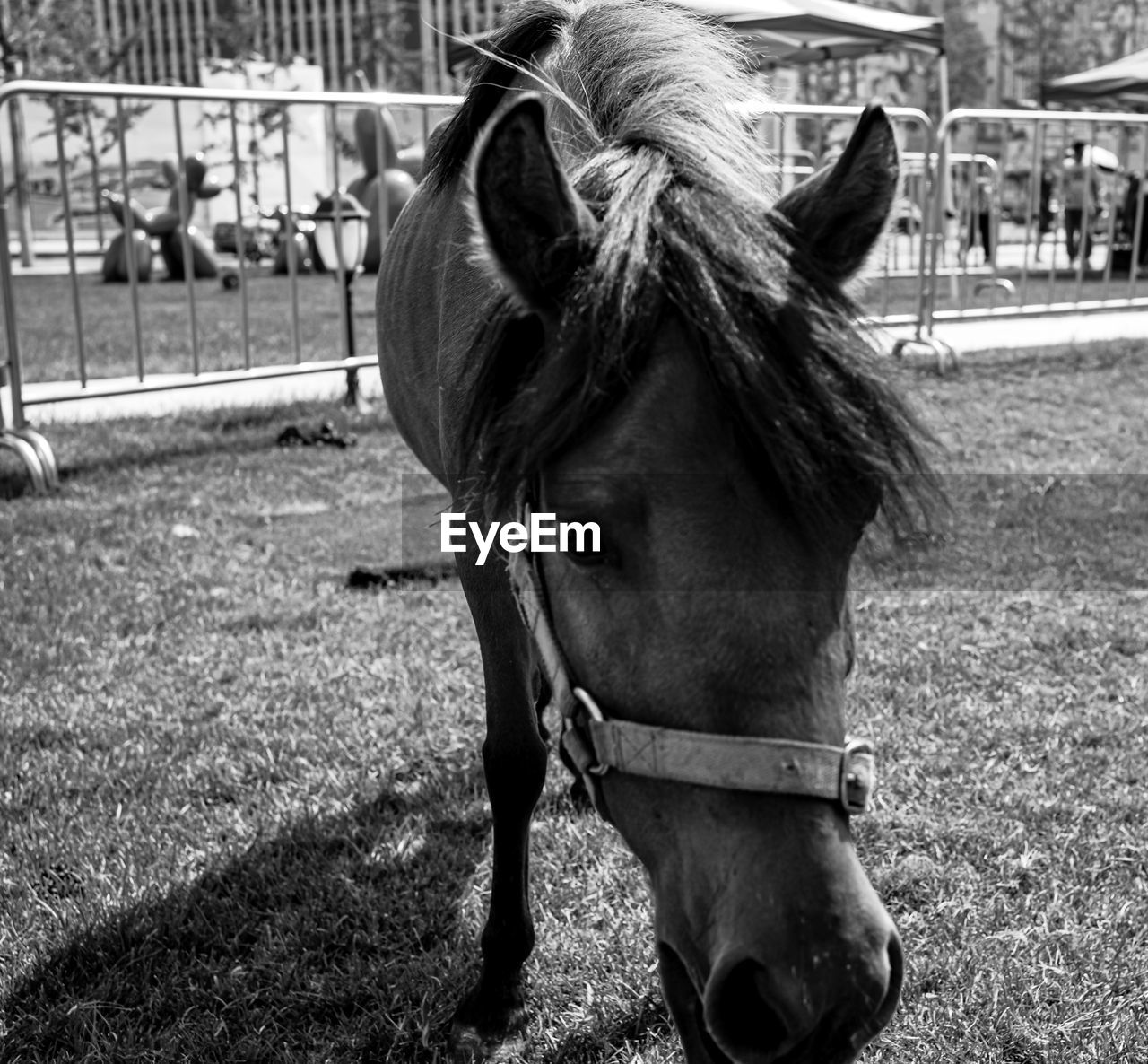 HORSE IN FIELD