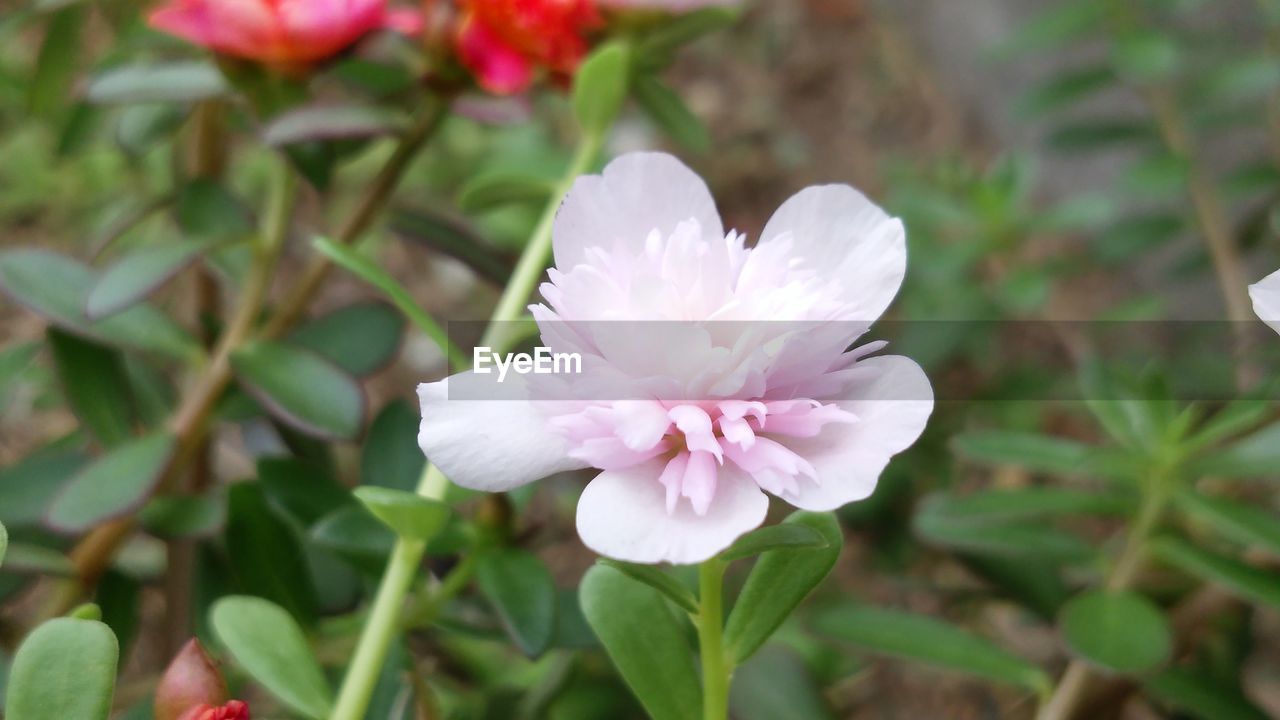 CLOSE-UP OF FRESH WHITE FLOWER BLOOMING IN PARK