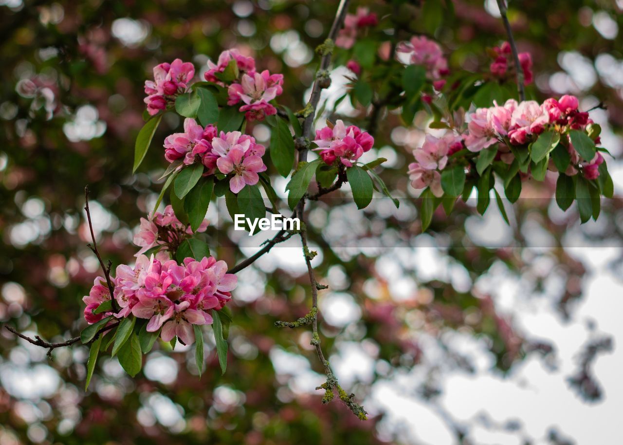 Close-up of pink cherry blossoms in spring