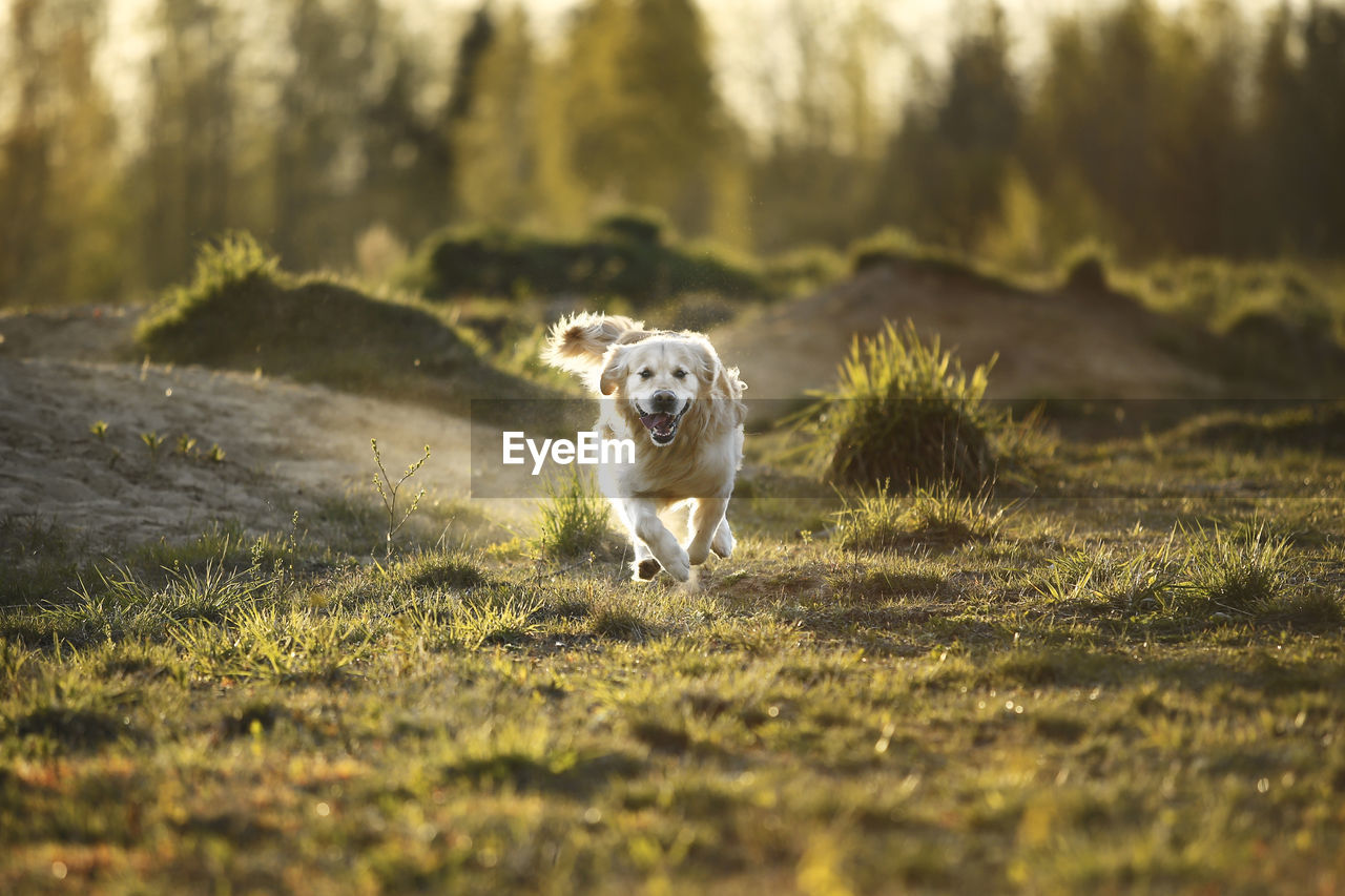 PORTRAIT OF DOG LYING ON LAND