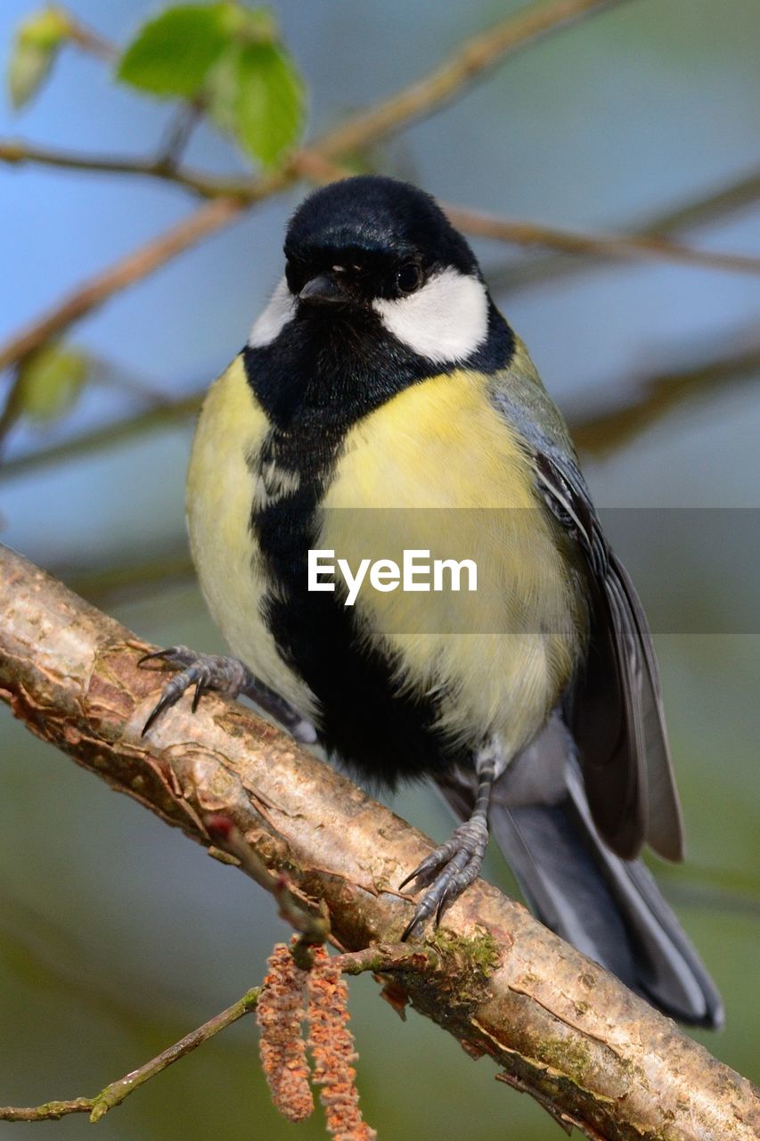 Close-up of bird perching on branch