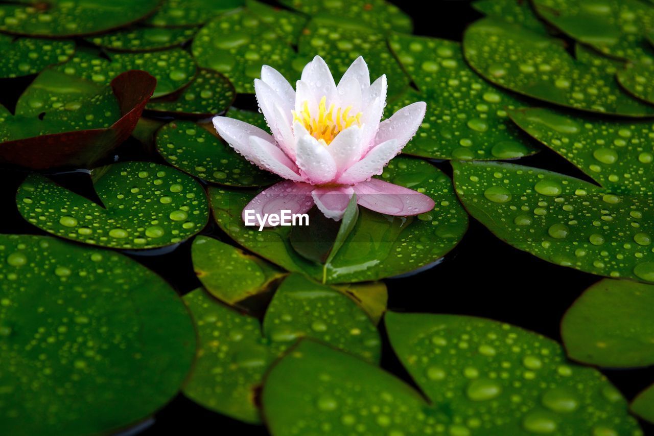 Close-up of lotus water lily in pond