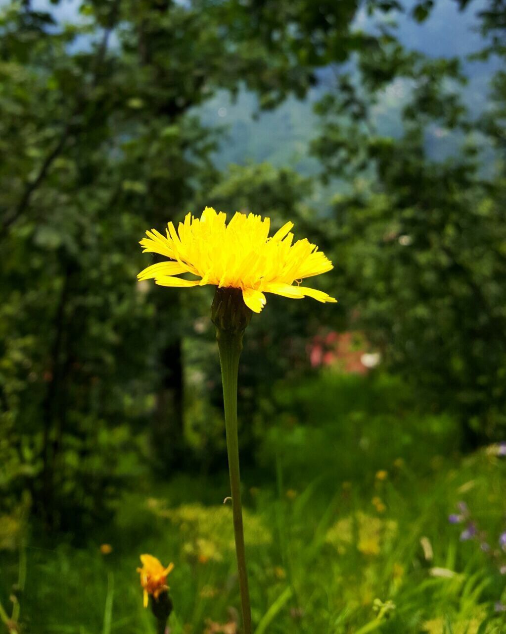 CLOSE-UP OF YELLOW FLOWERS BLOOMING