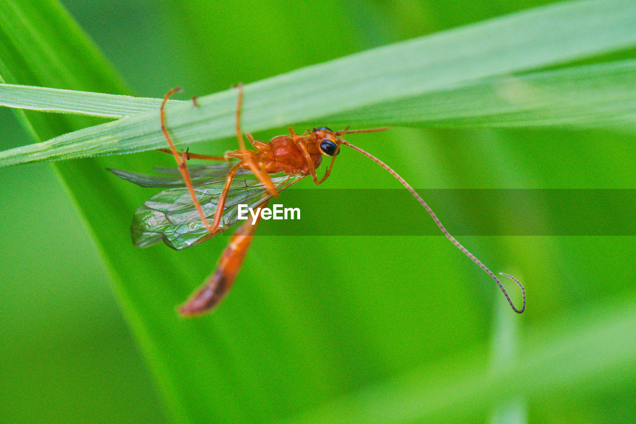 CLOSE-UP OF GREEN INSECT