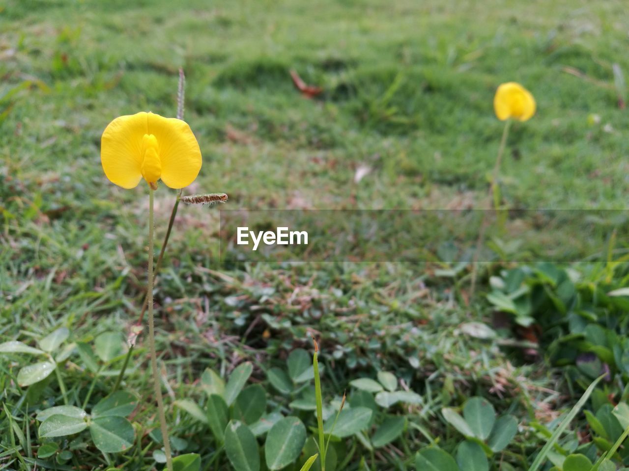 YELLOW FLOWERS GROWING IN FIELD