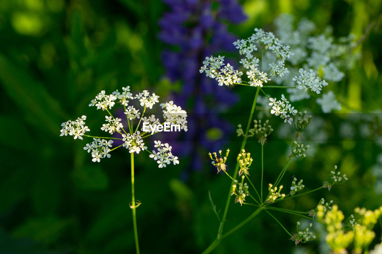 CLOSE-UP OF FLOWERING PLANT AGAINST BLURRED BACKGROUND