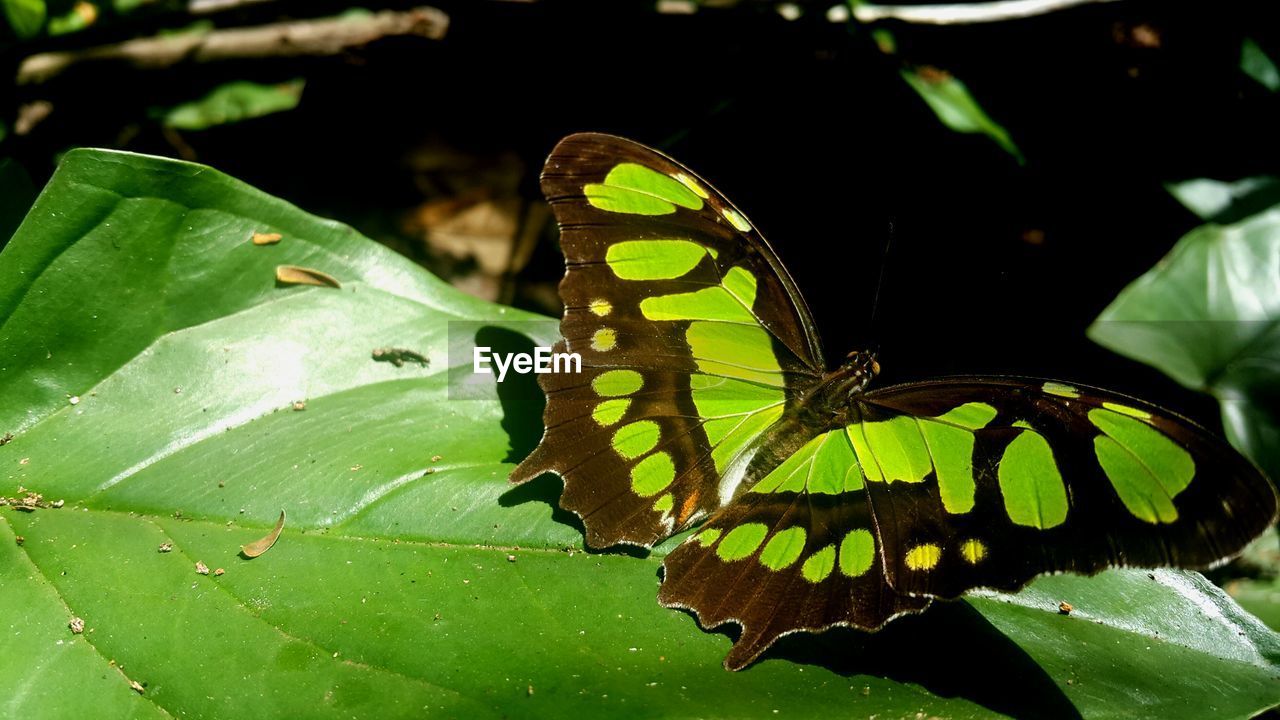 Close-up of butterfly perching on leaf