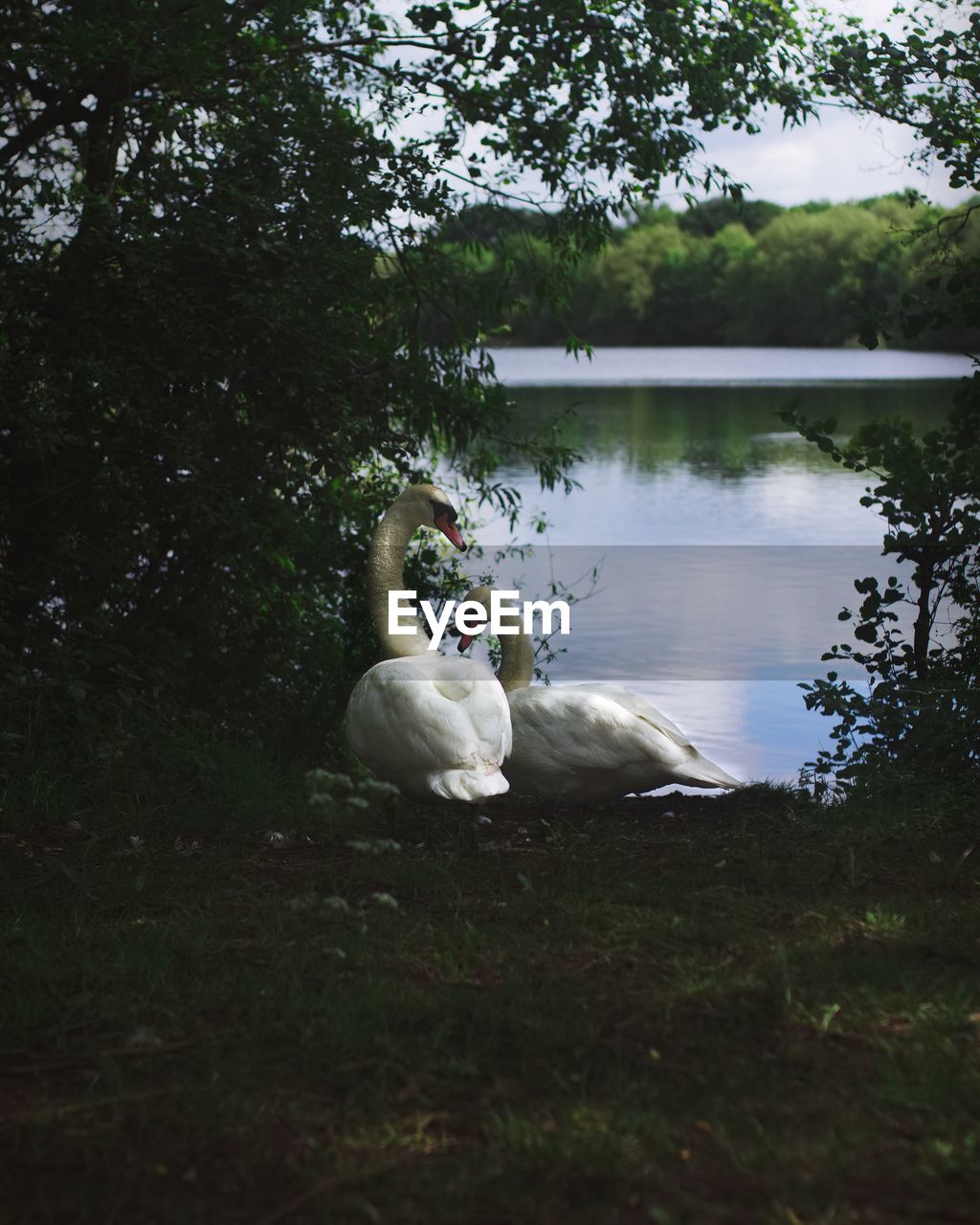 SWAN ON LAKE AGAINST TREES