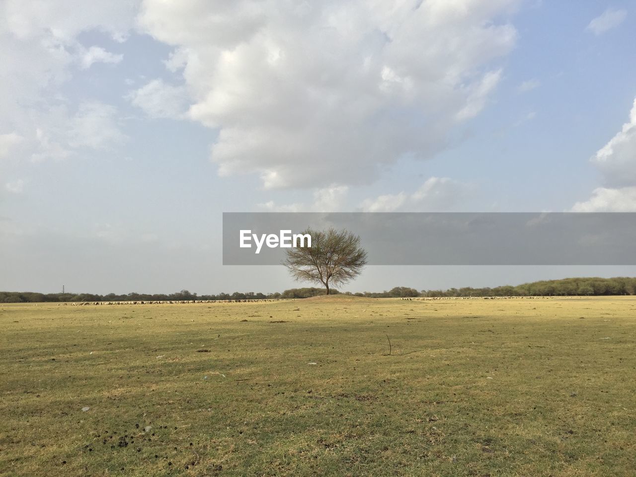 plain, sky, horizon, environment, landscape, plant, grassland, field, cloud, prairie, grass, natural environment, land, steppe, nature, rural area, scenics - nature, tree, beauty in nature, savanna, tranquility, pasture, agriculture, no people, hill, tranquil scene, day, meadow, rural scene, non-urban scene, outdoors, horizon over land, green, growth, soil, marsh