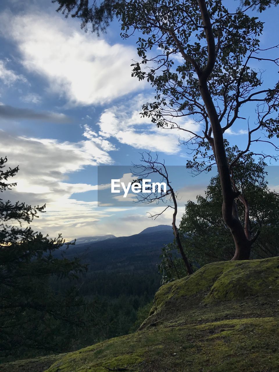 SCENIC VIEW OF TREE AGAINST SKY