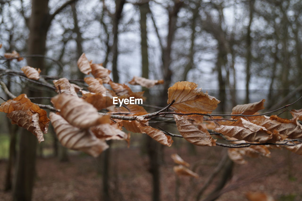 Close-up of dry leaves on tree in forest