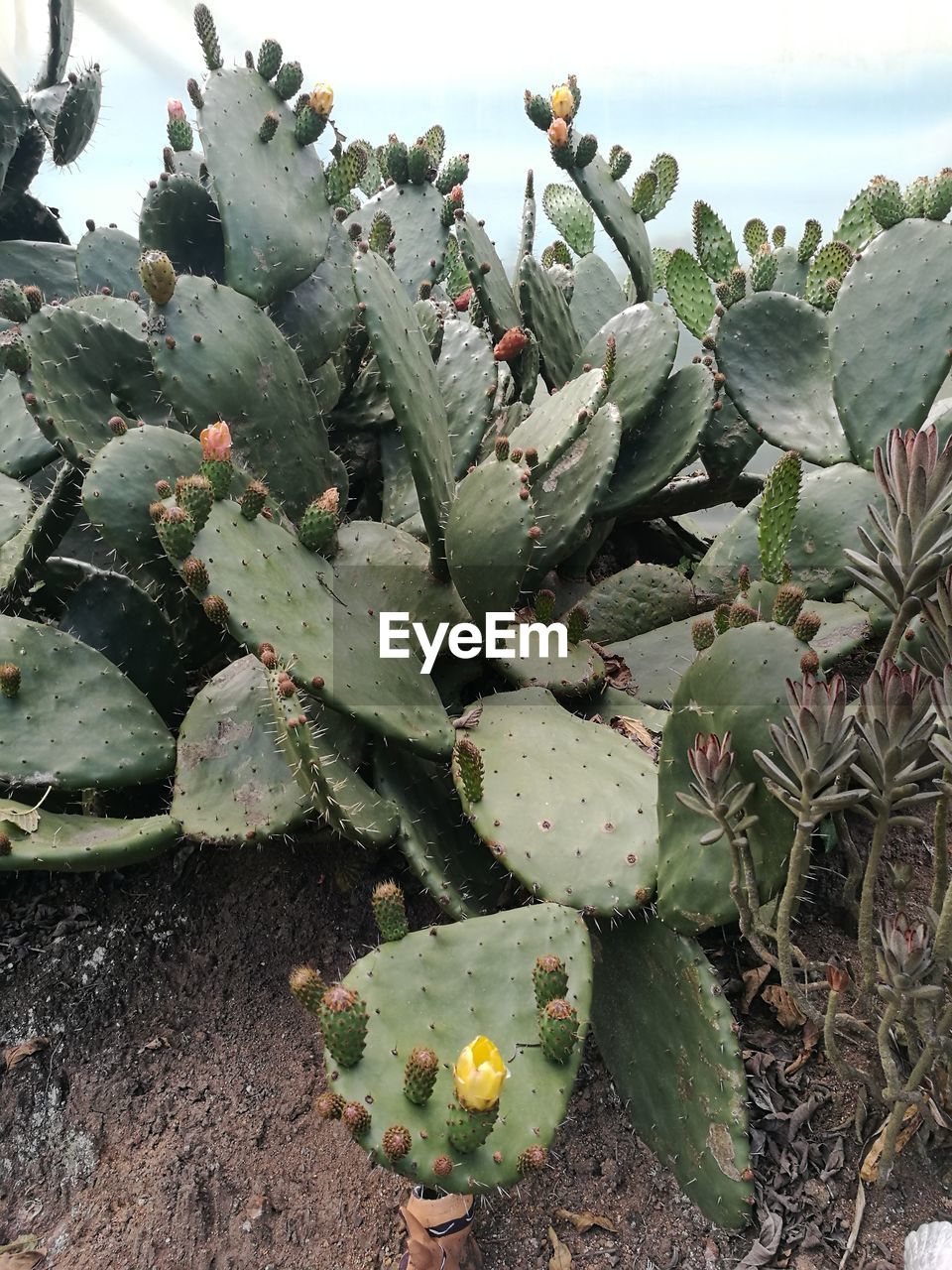 CLOSE-UP OF CACTUS GROWING ON PLANT