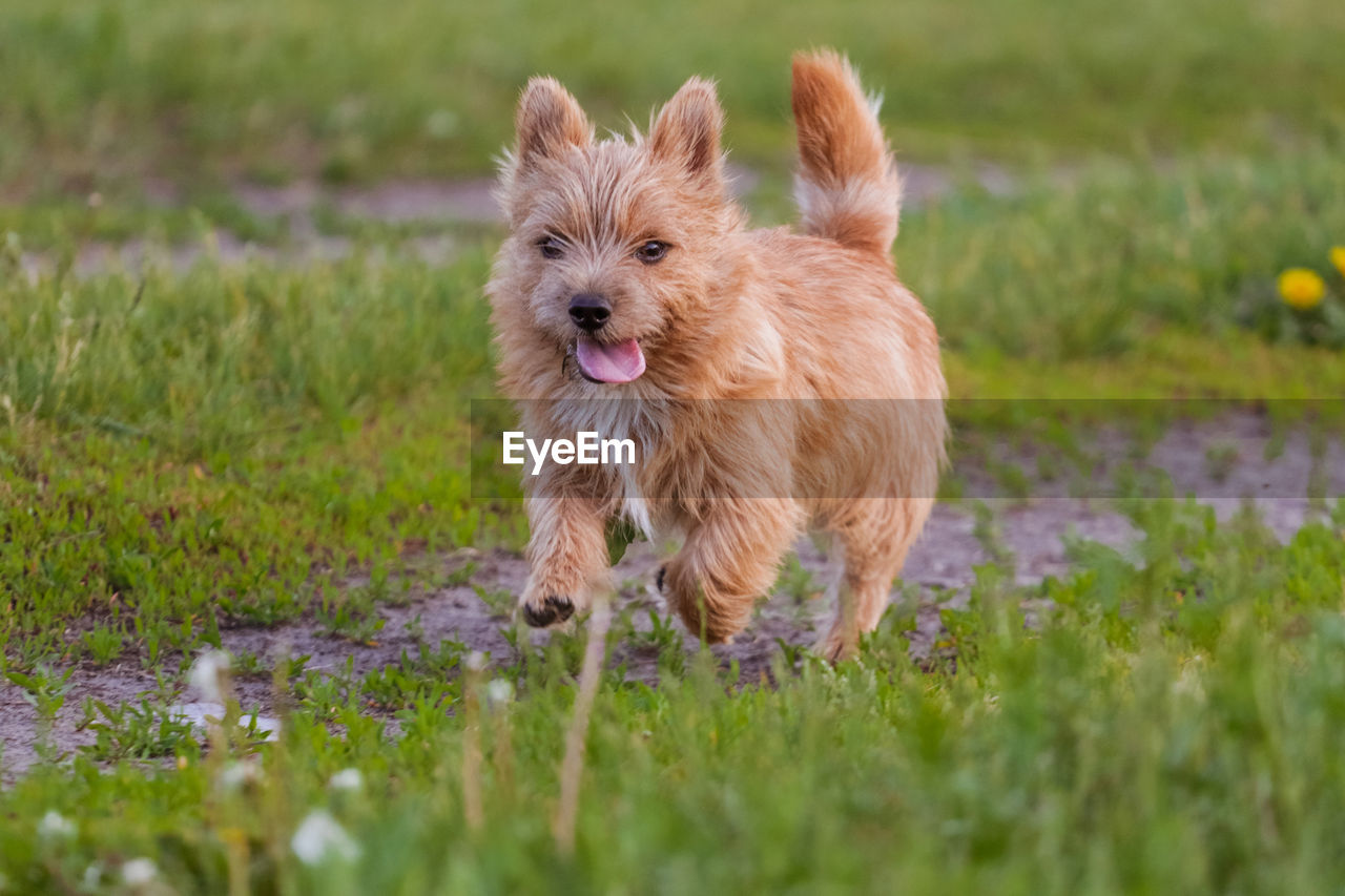 Dogs breed norwich terrier on the walk in the field