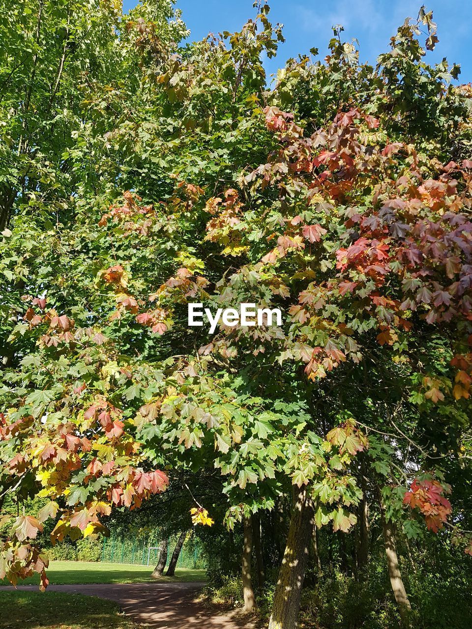 VIEW OF FLOWERING PLANTS IN PARK