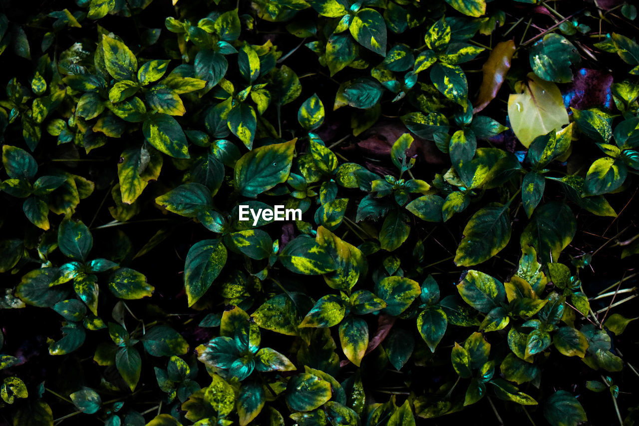 Full frame shot of plants growing on field