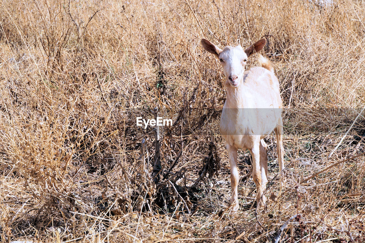 View of goat on field